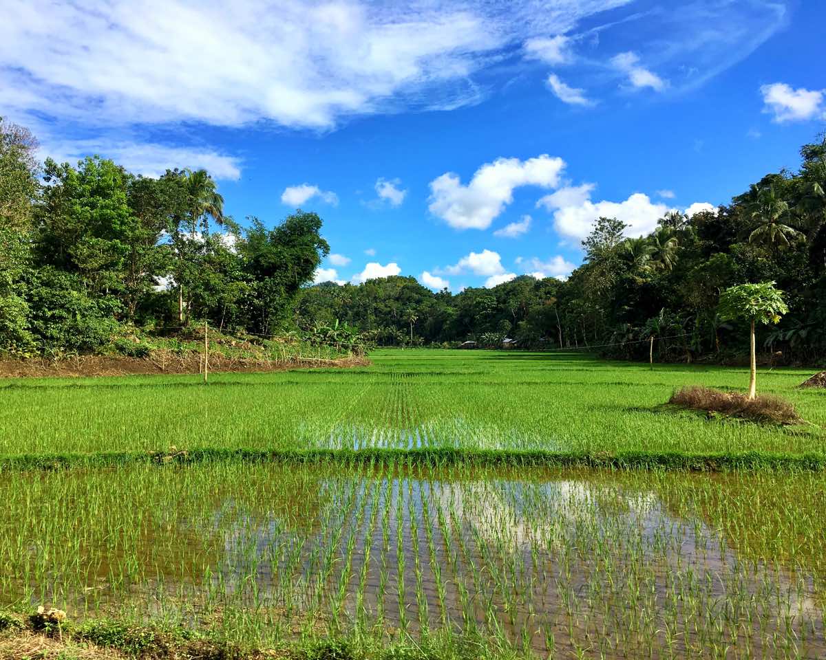 bohol philippines travel guide paddy rice fields