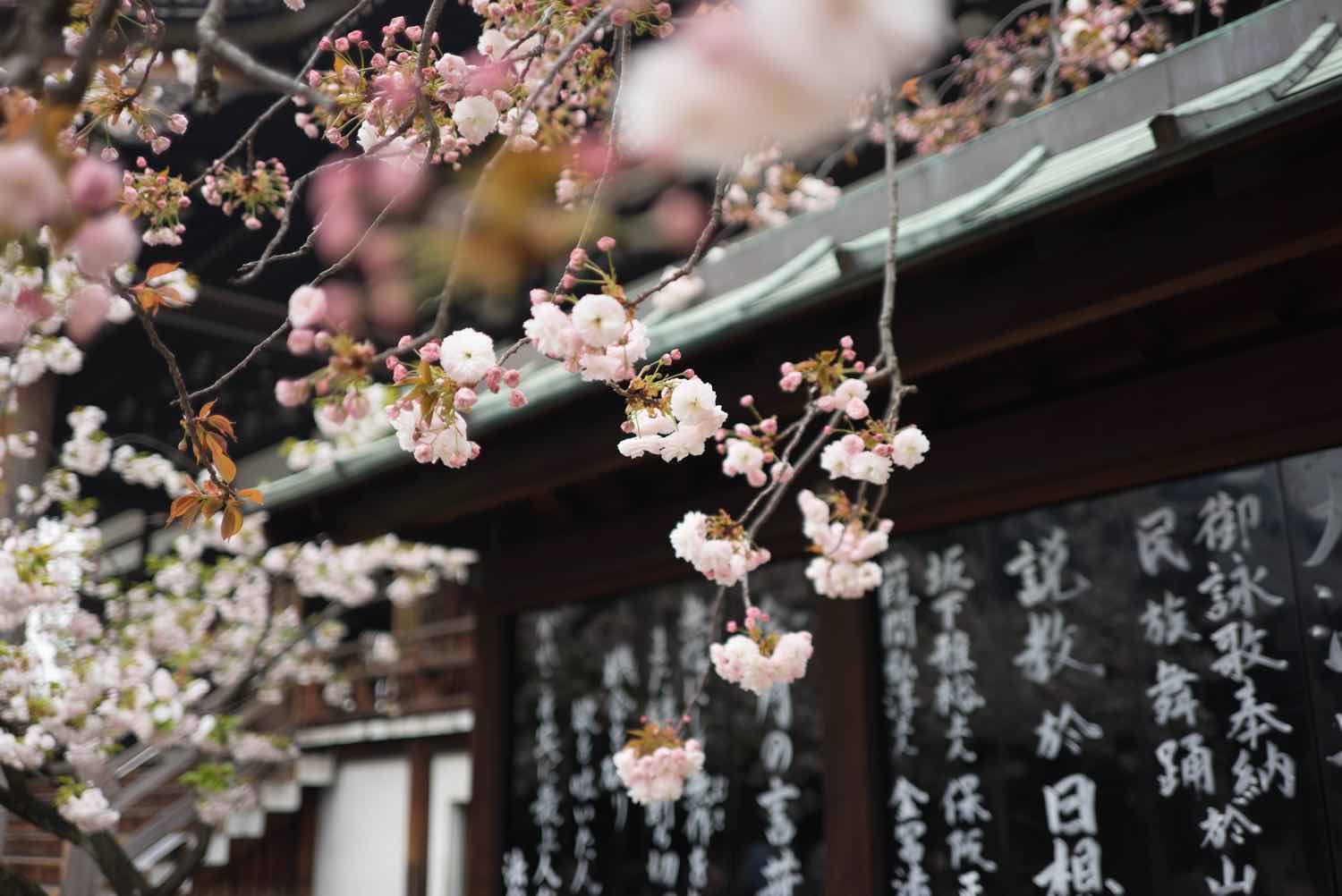 japan things to know sakura cherry blossom season