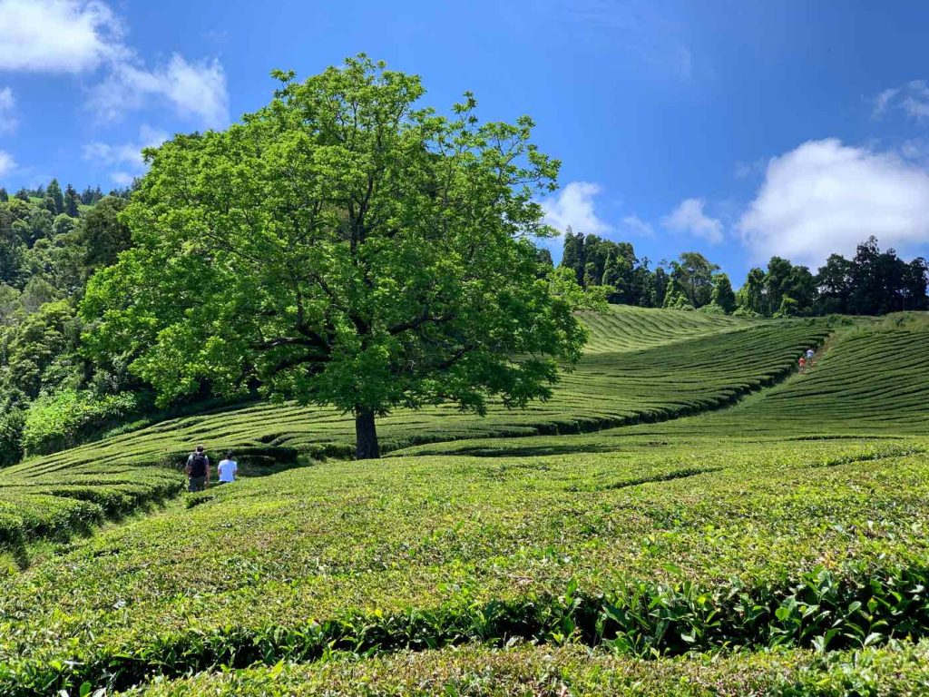 things to do in sao miguel azores tea plantations gorreana