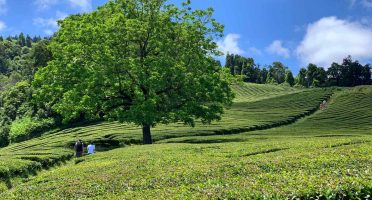 things to do in sao miguel azores tea plantations gorreana